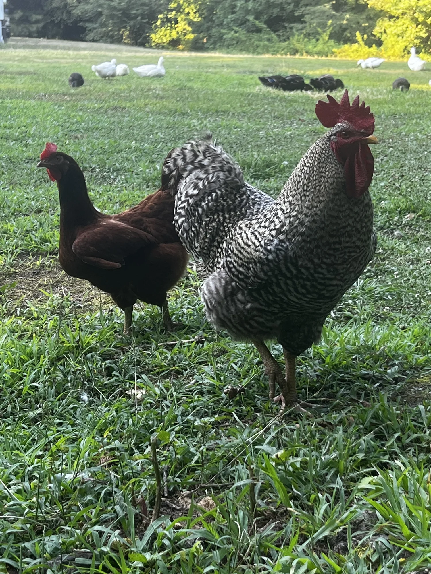 White and black ducks free-ranging across the pasture
